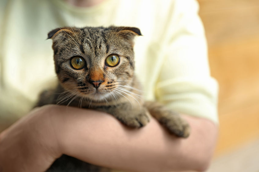 How old is your cat, really? Have you ever thought about how old your cat would be in human years?