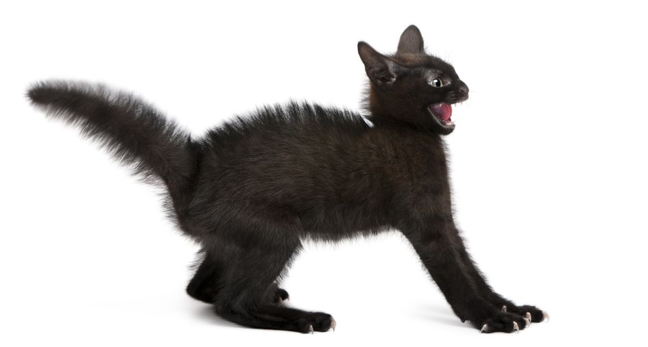 Why do cats Puff Their Tails? It's interesting, but fear isn't the only reason cats will fluff up their tails...