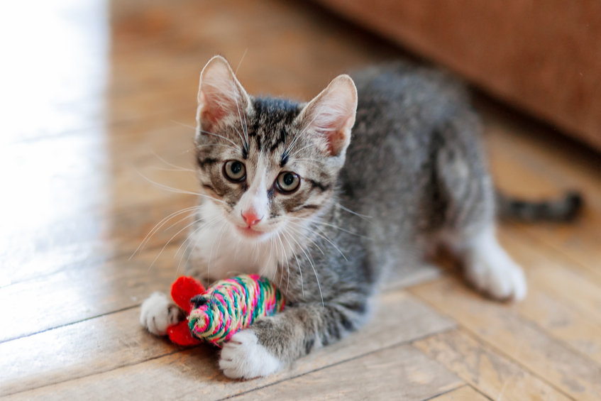 Does your cat play with a toy for a short amount of time and then walk away? This blog is about how to make your Cat Like Toys again!
