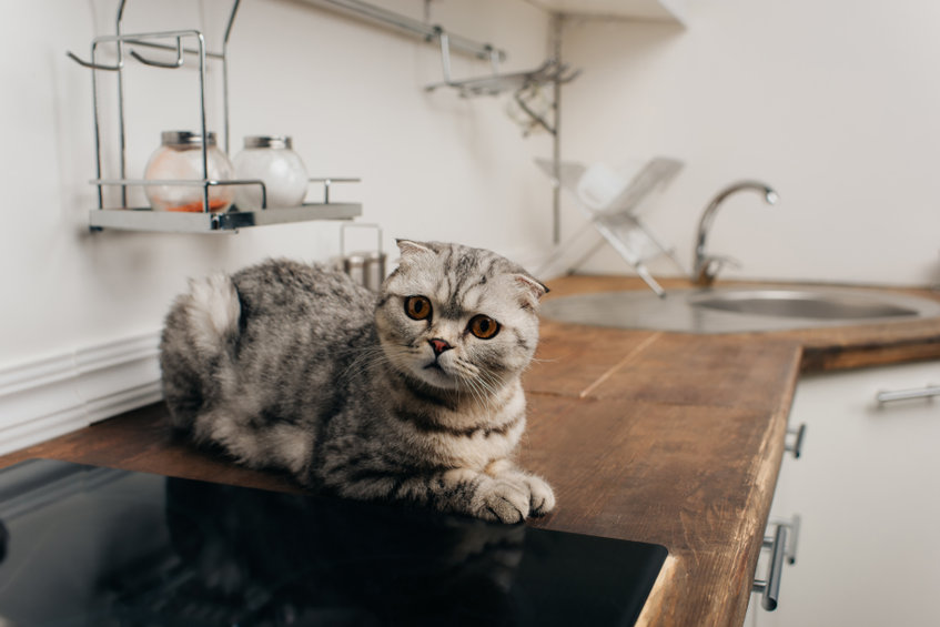 Are you trying to Keep Your Cats Off off kitchen counters, tables or other places? Here are some tips on things you can do if you absolutely cannot have your kitties in certain places.