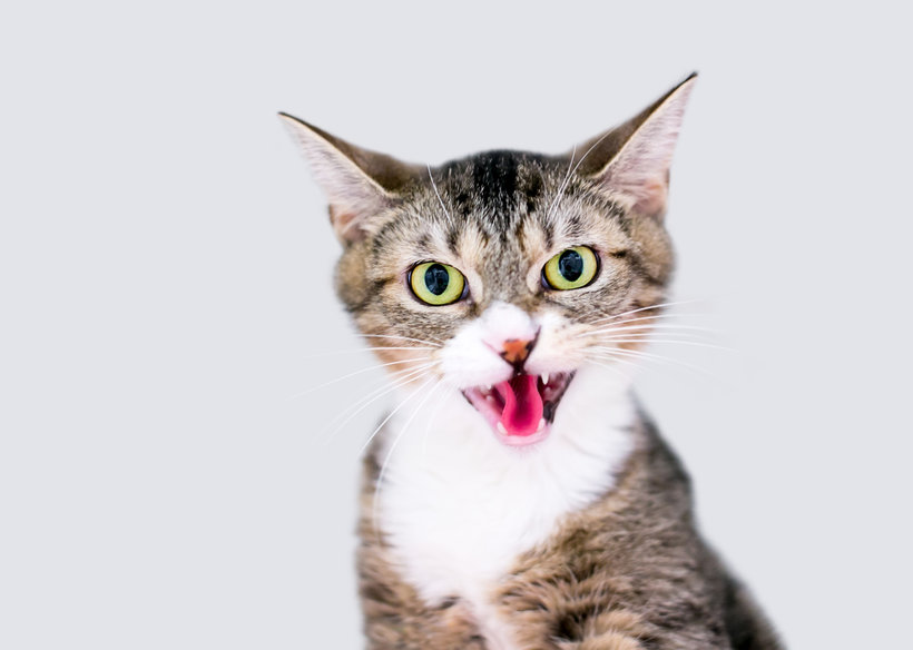 Do you know why Cats Hiss? It's not always as scary as you think...