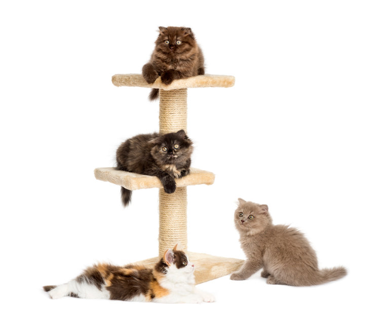 Does your cat like their cat tree for only a little while and then stop using it? Cats like novelty, so here are some ways to get your cat in the tree again.