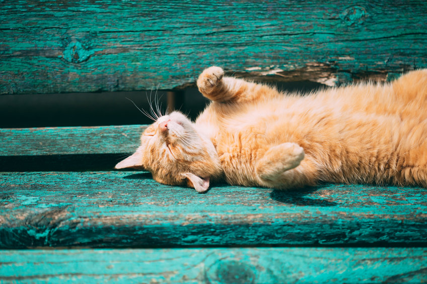 Air conditioners are going out left and right because they are overworking themselves in this heat. We know what to do to cool ourselves off if need be, but if your cat gets too hot it can be dangerous.