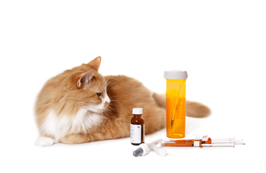 Antibiotics for cats can help save lives, but it can also cause side effects, including the breakdown of the gut and immune system. Probiotics will help curb the side effects.