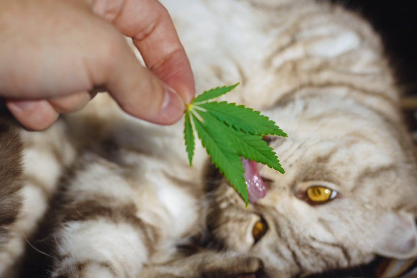 If you're looking for a good CBD For Kitties this is the blog for you. There are certain things you want to know about how to find the right hemp product and how to administer it correctly.