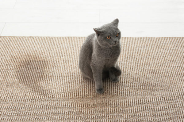 Trying to remove the Cat Urine Smell from fabric and furniture can be difficult. Here we discuss how to make it work for you!