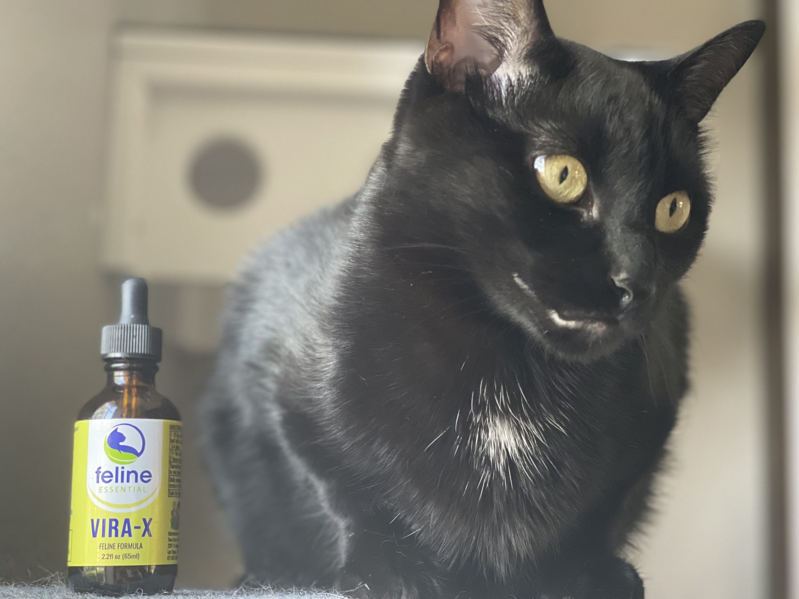 This is the best product for cat respiratory infections and symptoms like sneezing, coughing, runny eyes, labored breathing and more!