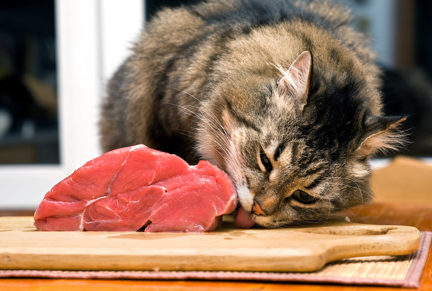 It's important to understand that there are right and wrong ways to Feed A Raw Diet to your cats. If you don't balance the diet it can lead to health issues.