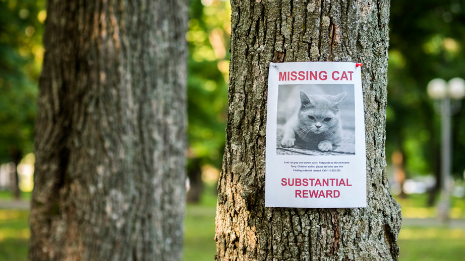 If you Lose Your Cat don't panic. There are many steps you can take to find your kitty.