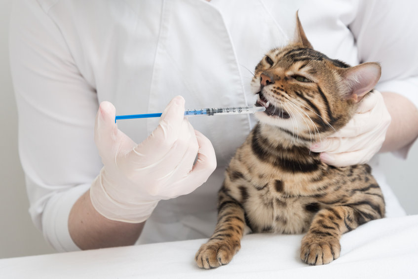 You don't want to deworm your cat with chemical treatments if they don't actually have parasites in their body. Deworming isn't a precautionary action to take. Rather, take a stool sample to your vet's office and have them check for worms.