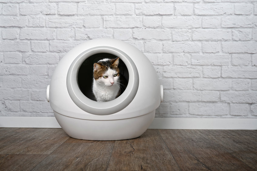 Here are some pros and cons when it comes to an Automatic Litter Box for your kitty.