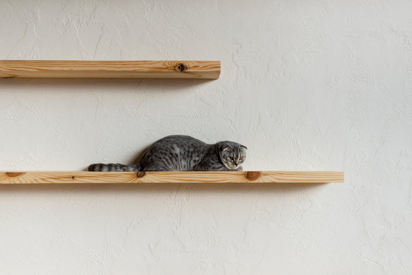 do you know how to CATify your home to make it more enriching, exciting and enjoyable for your kitties? And did you know you can do this without making your home look like a crazy cat lady designed it?