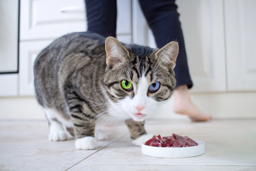 Here are the steps you can take to make sure you're feeding The Best Food for your cats.