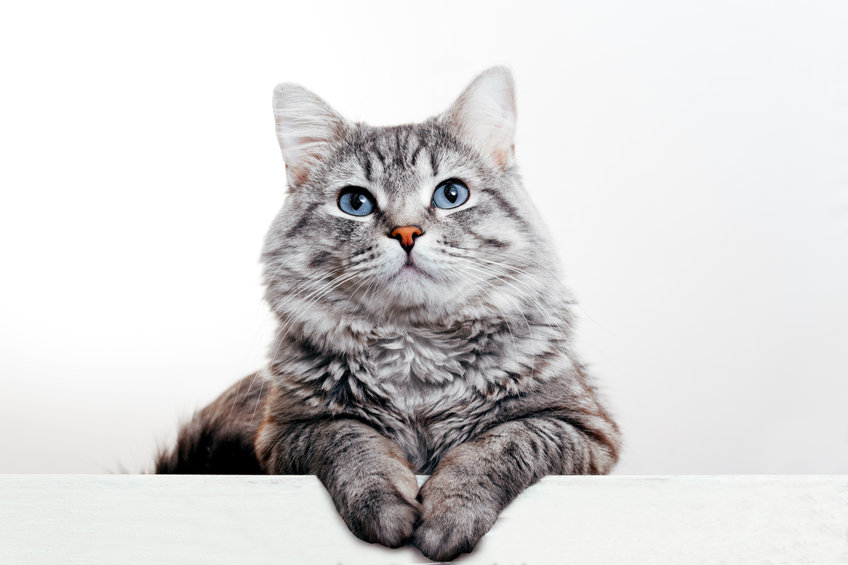 Cats can develop Food Sensitivities if fed the same protein over time.