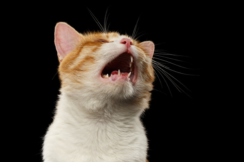 There are many different reasons why Cats Yowl and we shouldn't ignore them. Find out why your cat is yowling and address it appropriately
