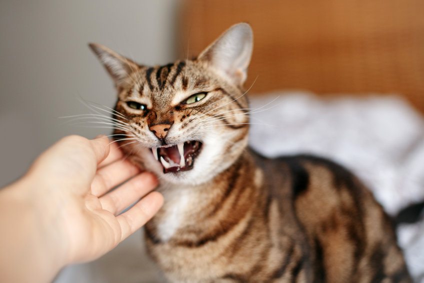 Cats That Are Mean to guests in your home are being protective because they don't feel secure. Which means they have an anxiety issue