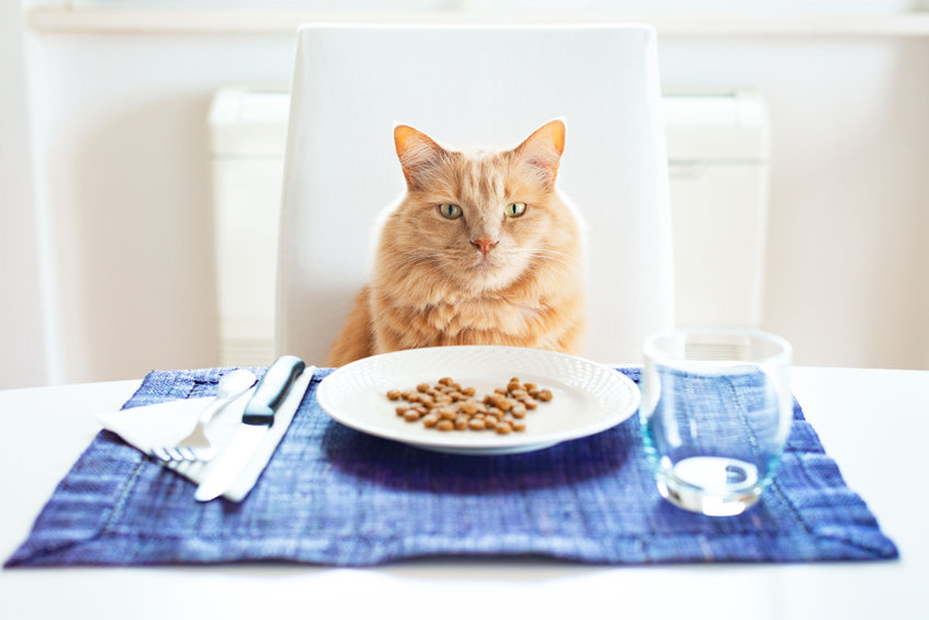 Is Dry Food Good for cats? Contrary to what your conventional vet may say, dry food is a highly processed diet that benefits cats very little and can lead to disease and degeneration.
