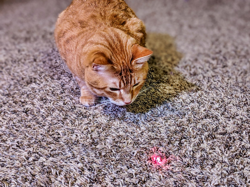 If your cat likes the Laser Toy you will want to be sure to follow it up with something tangible that they can catch so as to not leave them hanging.
