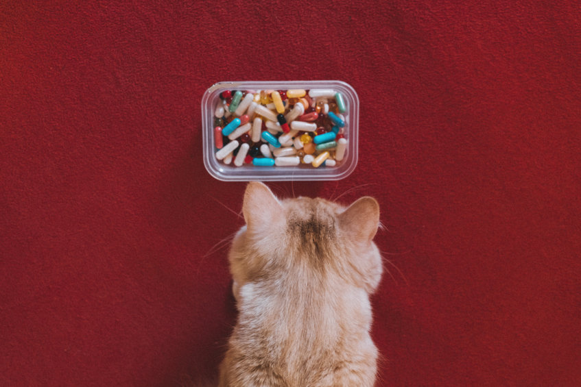 how to Pill A Cat without getting your face ripped off
