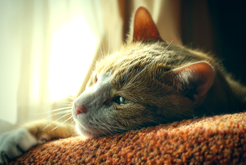 If your cat is Grieving A Loss, here are some ways you can help.