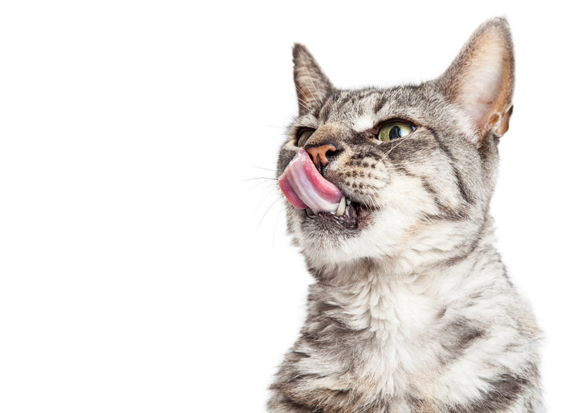 Why Your Cat’s tongue Is Rough