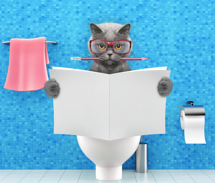 How often should your cats pee or poop? While the diet will effect how much waste is in your cats, here are some tips on what you should see for a healthy cat's elimination.