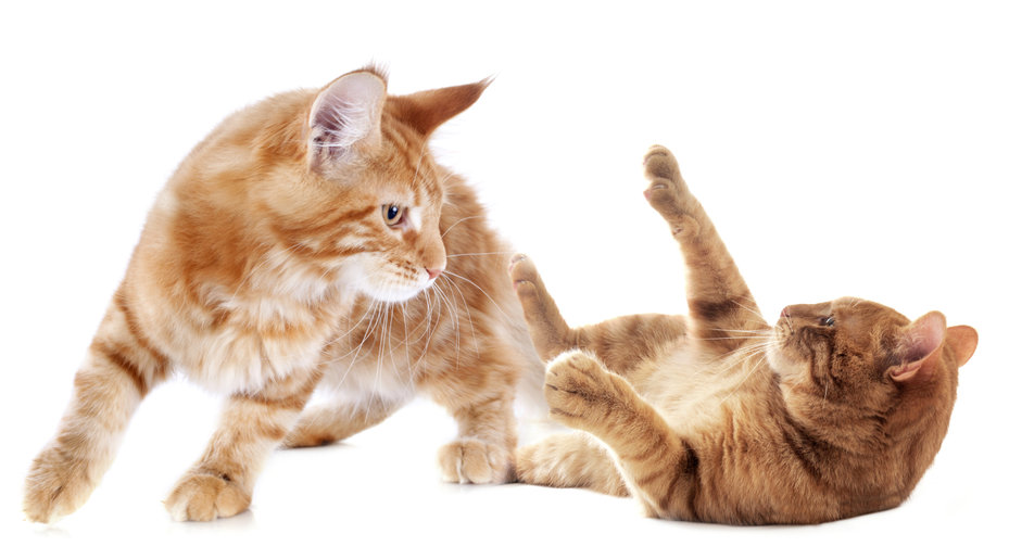 Sometimes it can be hard to tell the difference between Cats Playing Or Fighting because they look similar. Here are some tips on how to decipher between the two behaviors.
