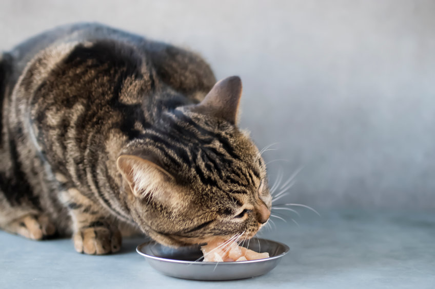 There's no need to be more Scared Of Raw Food than you should be of processed foods for kitties. Here's why.
