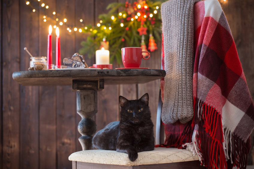 Scented Candles can be very dangerous to your cats, so please think twice before lighting candles this holiday season!