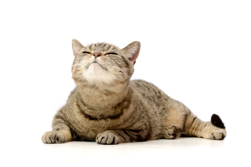 Does your cat Slow Blink at you? Here is why the feline blinks slowly at those they trust