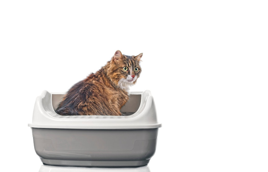 How To Choose the Best Litter For Cats
