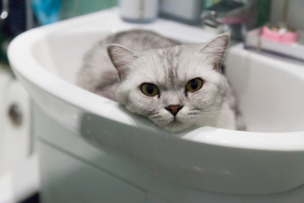 Why do Cats Come In The Bathroom with you? Are they protecting you? Is it because it's the only time you are still? Could it be that you're in a vulnerable state?