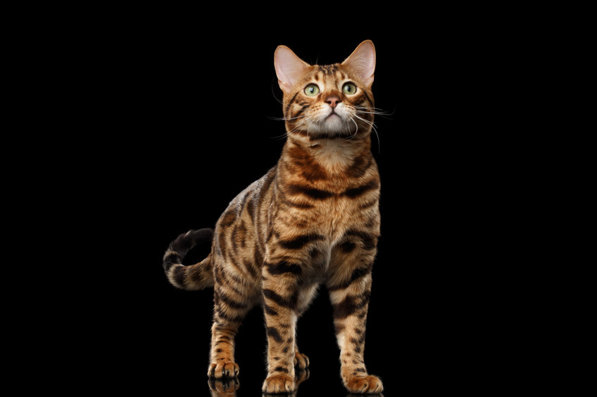 Does your cat need Heartworm Preventatives? Cats are not the natural hosts of heartworm, so it's fairly rare that a cat contracts actual heart worms.
