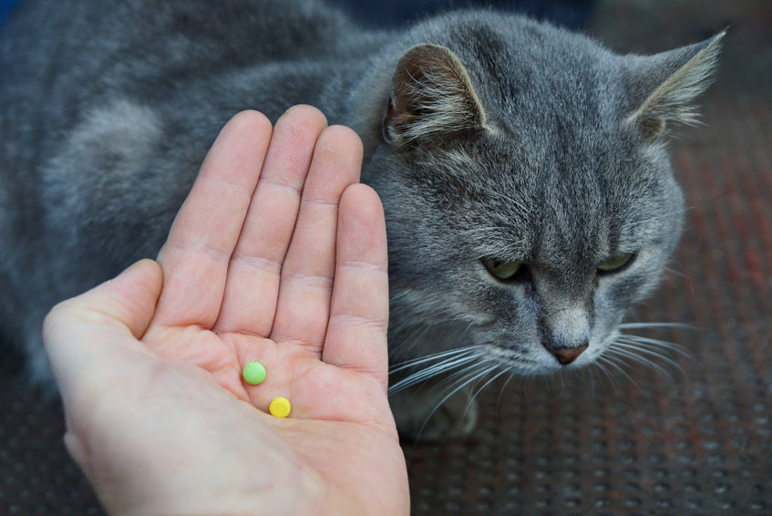 Can cats have Human Medicine? Cats metabolize medicine much different from humans so you never want to give your cat human medications without consulting your vet