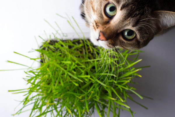 Your Cat's Liver has the job of flushing out toxins from the body. Since we cannot avoid all toxins, it is a good idea to use this herb to help keep your Cat's Liver happy, healthy and functioning well.