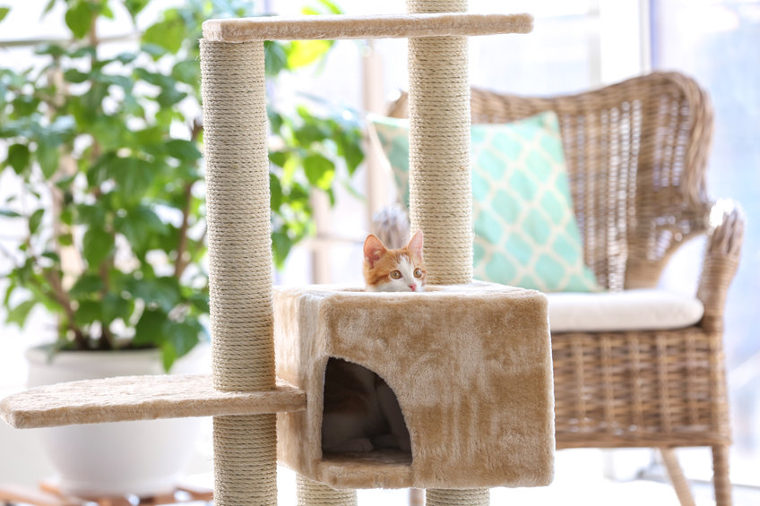 Are you looking for a Cat Tree Cleaning Trick? Carpeted cat trees can be difficult to keep clean, as they are always capturing cat hair. This is a super easy way to get the cat tree looking brand new again!