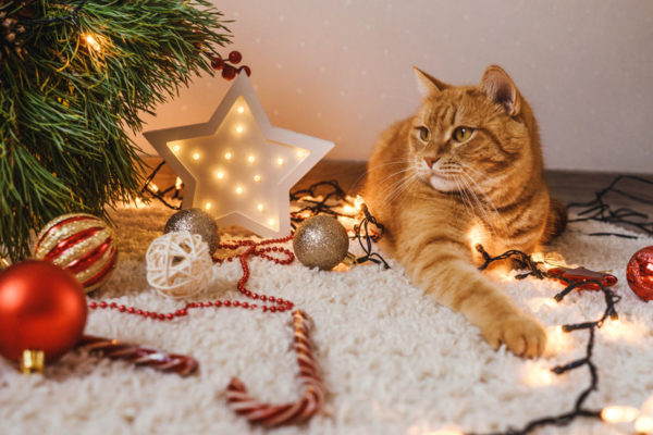 It's important to know which Holiday Decorations are safe around your cats and which ones should not be used in the home. Several decorations can be harmful or even fatal to cats, so here are some tips for you.