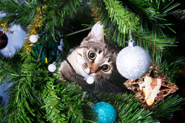 How to Keep Your Cat Out Of The Christmas Tree using these simple, at home tricks