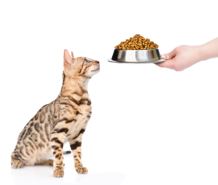If you are Feeding Your Cat in large meals, let's look at how much they were designed to eat