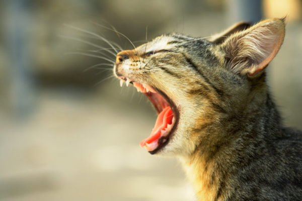 Cats With Bad Breath are often dealing with a dental issue that shouldn't be ignored.