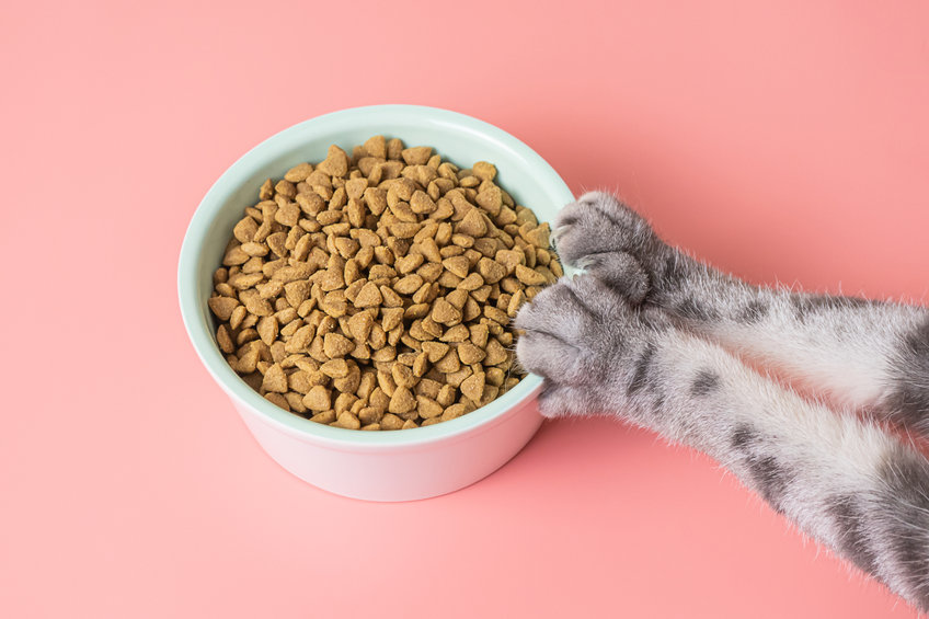 Why would you Feed Your Cat Dry Food? While there are many excuses around feeding kibble to cats, the main reason most feed this way is out of convenience.