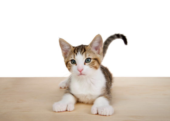 Polydactyl cats are felines that have more than the normal amount of toes on their paws. Cats usually have a total of 18 toes, but polydactyl kitties can have up to 7+ toes on each paw.