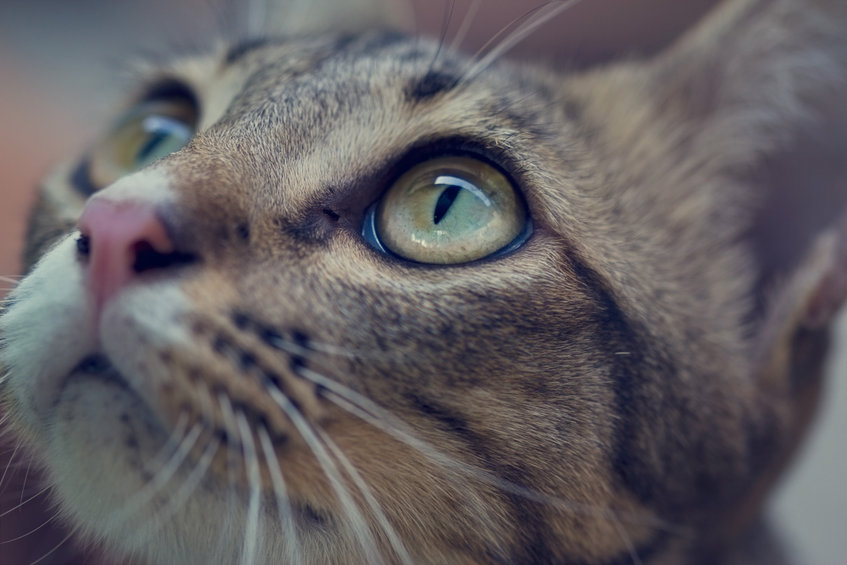 Have you ever wondered why your Cat's Eyes look like that? This blog explains the vertical pupils in your kitty's eyes