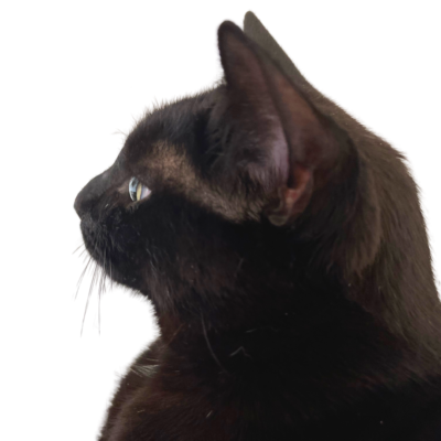 You may think that your cat has a Receding Hairline between their eyes and ears because that hair is thin, however, this is actually normal in most cats.