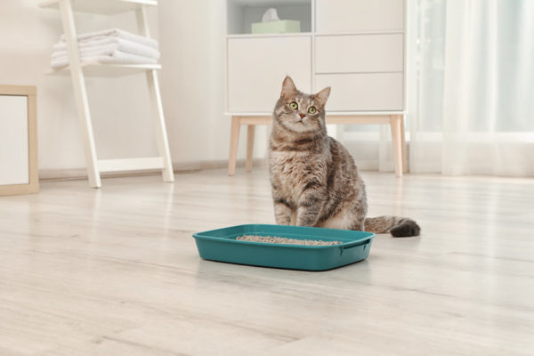 With a ton of Litter Options out on the market, you should know which ones are actually safe for your cats.