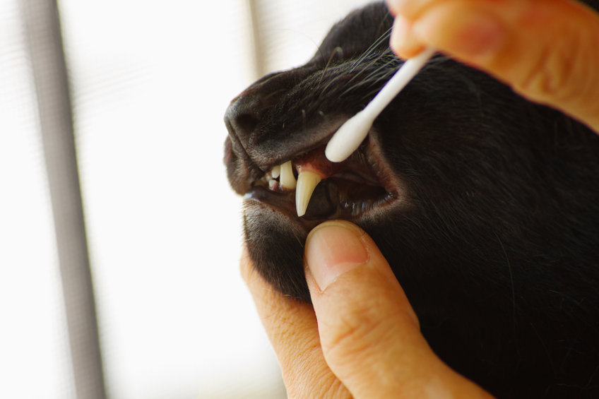 February is National Dental Health Month for pets and it's important that we have our cat's teeth checked each year to avoid future health problems.
