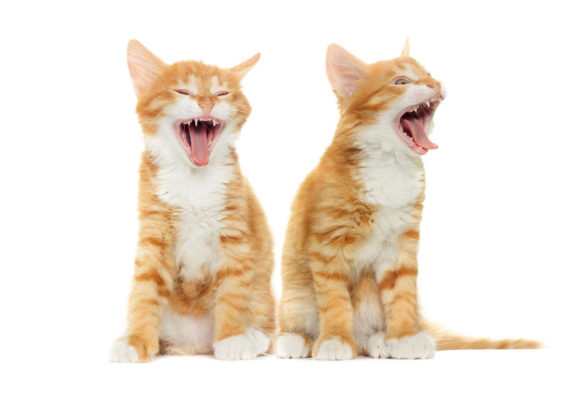 How to keep your Cat's Teeth healthy - tips and tricks