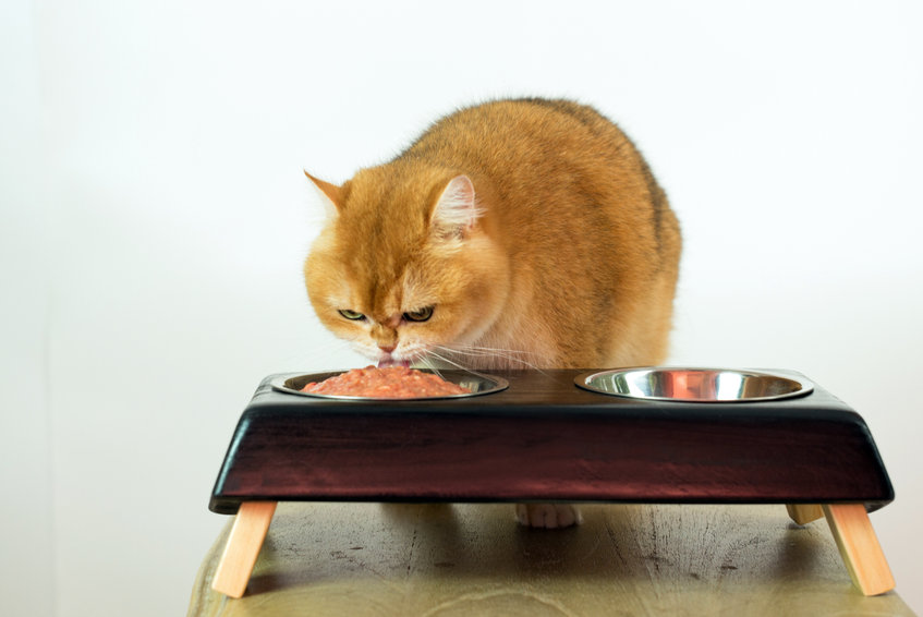 Do your cats need Raised Dishes when they eat? There are many benefits to raised dishes for cats, but there are also times in which this isn't appropriate.