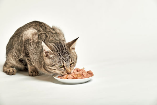 Fresh Food To Your Cat