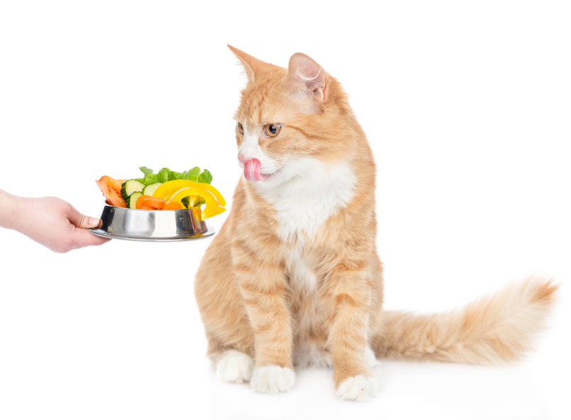 Many people who are against the slaughtering of animals for food will often try to feed their cats a Vegetarian Diet as well. This isn't safe for kitties.